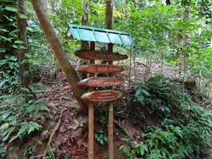 View  -Udawatta Kele Forest